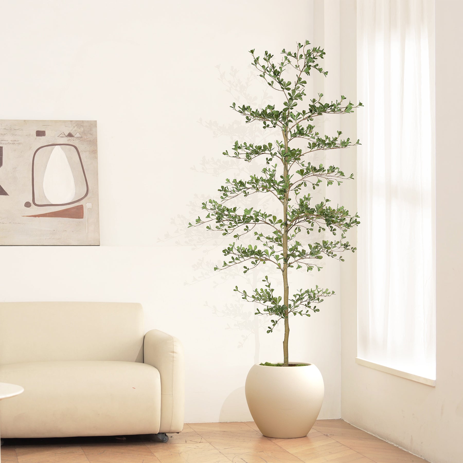 Black Olive Tree